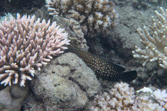 Cephalopholis cyanostigma
