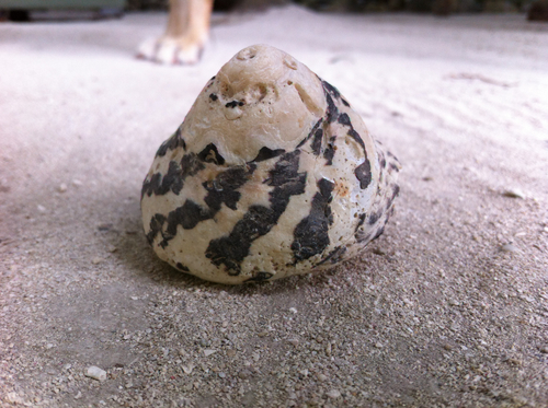 West Indian Top Shell