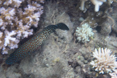 Cephalopholis cyanostigma