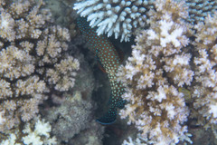 Cephalopholis cyanostigma