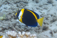 Scribbled Angelfish photo 2
