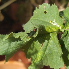 Cartallum ebulinum