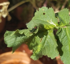 Cartallum ebulinum