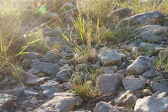 Poa glauca