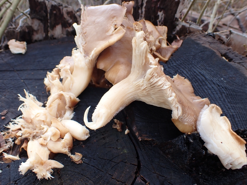 Pleurotus ostreatus · April 2026 · photo: © johan8153 (iNaturalist, cc-by)