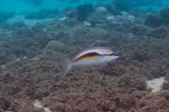 Scolopsis monogramma