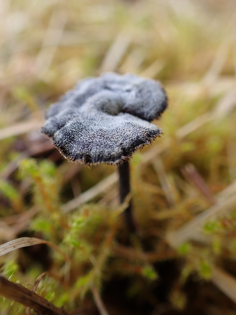 Auriscalpium vulgare · April 2026 · photo: © johan8153 (iNaturalist, cc-by)