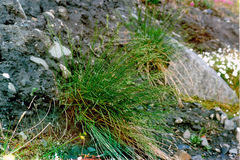 Poa glauca