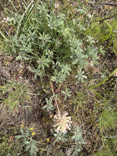 bighead clover (Trifolium macrocephalum)