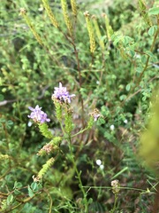 Pseudoselago verbenacea