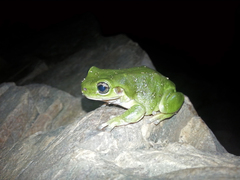 Ranoidea gilleni