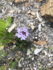Pseudoselago verbenacea