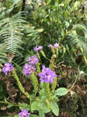 Pseudoselago verbenacea