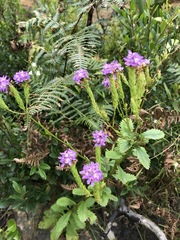 Pseudoselago verbenacea