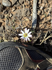 Anemone tuberosa, photograph (c) CK2AZ, some rights reserved (CC BY)