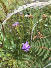 Pseudoselago verbenacea