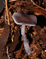 Thaxterogaster submagellanicus