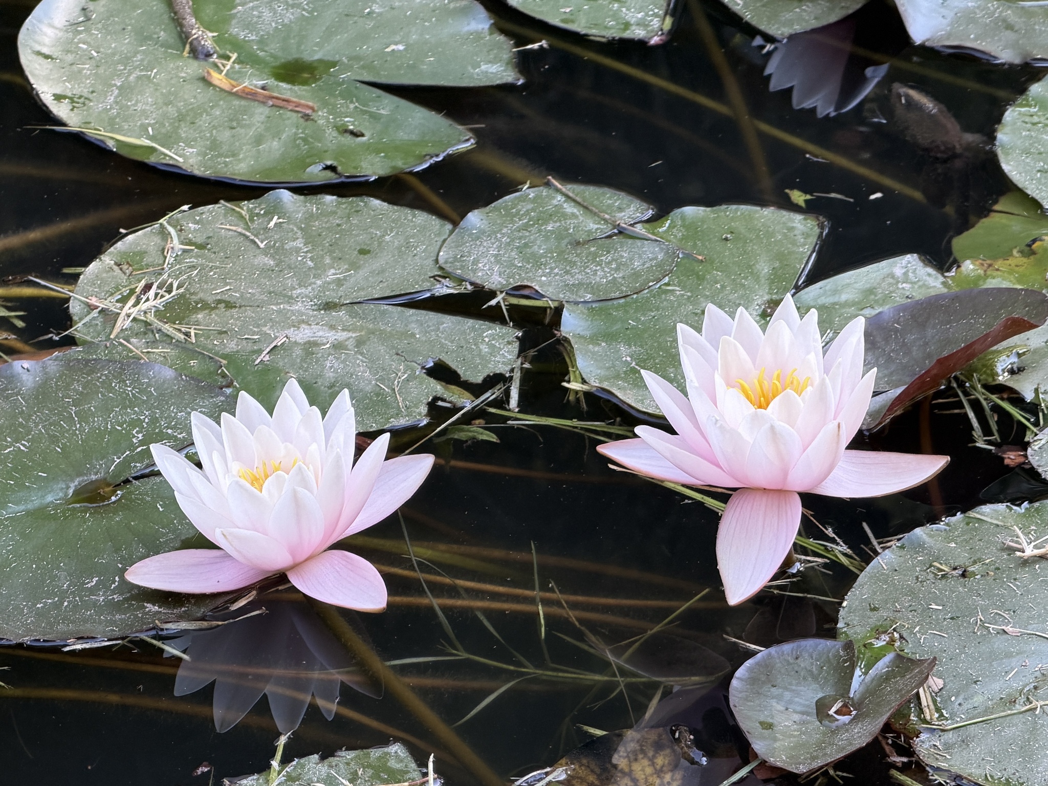 European White Waterlily (Nymphaea alba)