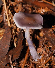 Thaxterogaster submagellanicus
