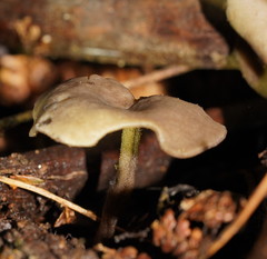 Helvella fibrosa