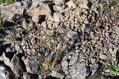 Poa paucispicula