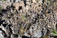 Poa paucispicula