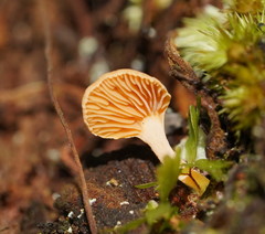 Panellus ligulatus