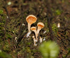Panellus ligulatus