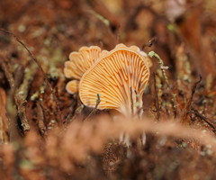 Panellus ligulatus