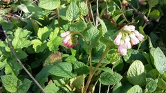 Symphytum × hidcotense