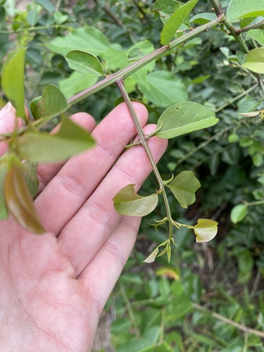 cat-thorn (Scutia myrtina)