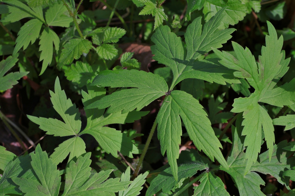 Wisconsin Waterleaf Pacific Waterleaf from HBRA Lane County, OR, USA on April 3, 2026 at 01 ...