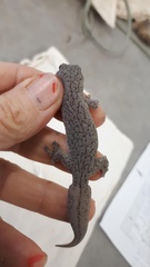 Gehyra purpurascens