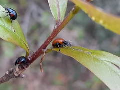 Attelabinae