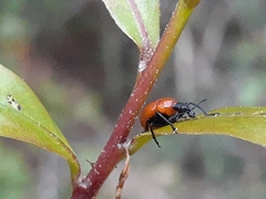 Attelabinae