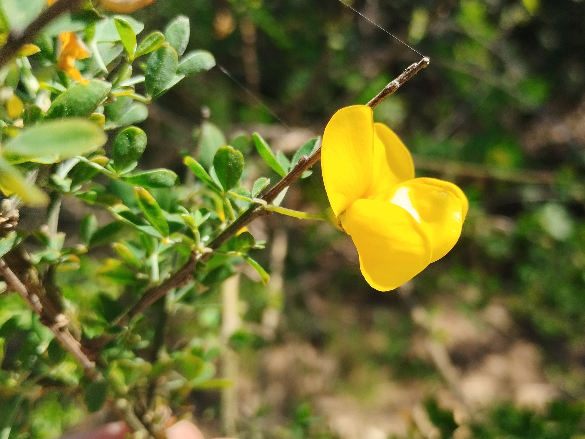 Broom (Cytisus arboreus)