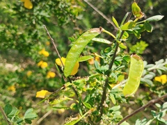 Cytisus arboreus, photograph (c) Josep Gesti, some rights reserved (CC BY-SA)