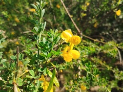 Cytisus arboreus, photograph (c) Josep Gesti, some rights reserved (CC BY-SA)