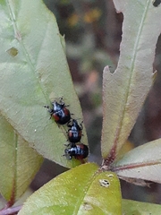 Attelabinae