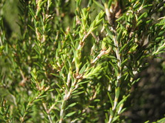 Melaleuca halmaturorum