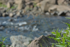 Poa paucispicula