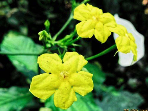 Pseudomussaenda flava