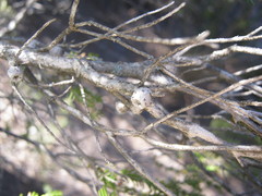 Melaleuca halmaturorum