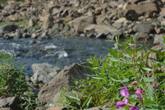 Poa paucispicula