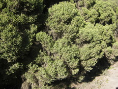 Melaleuca halmaturorum