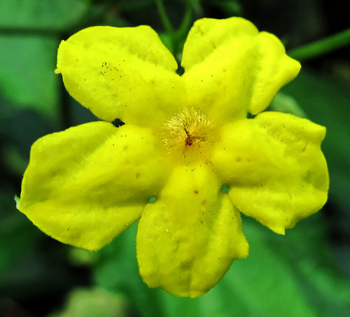Pseudomussaenda flava
