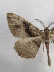 Alcis deversata