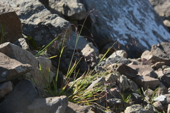 Poa paucispicula