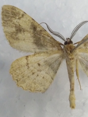 Alcis deversata