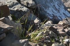 Poa paucispicula